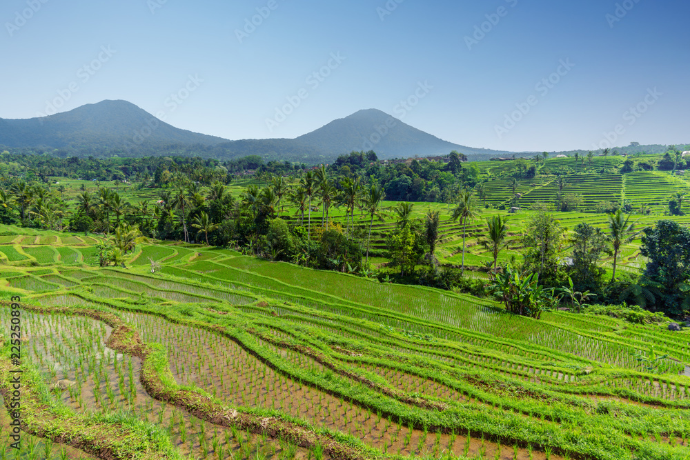 The vast Jatiluwih, Bali rice terrace farm.