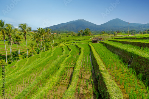 Fototapeta Naklejka Na Ścianę i Meble -  The vast Jatiluwih, Bali rice terrace farm.