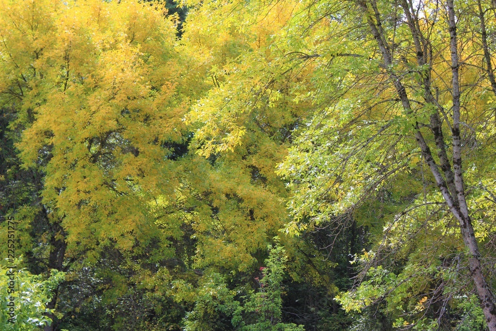 Autumn sunlight through leaves on tree branches Autumn sunlight through leaves on tree branches