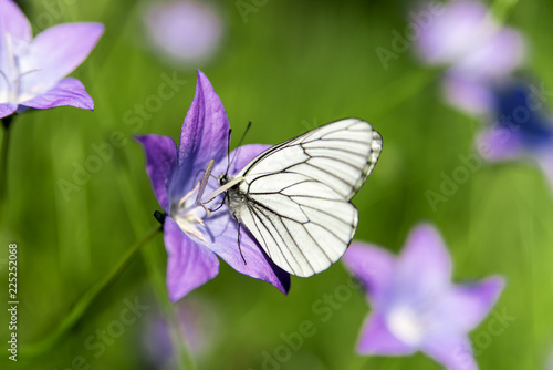 Beautiful butterfly on green background collects nectar from the bell © vitka888