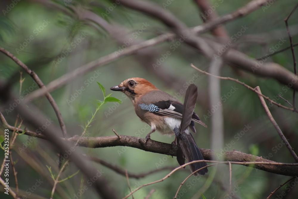 Eurasian Jay Eurasian Jay