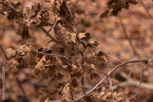 Brown dry leaves on a branch