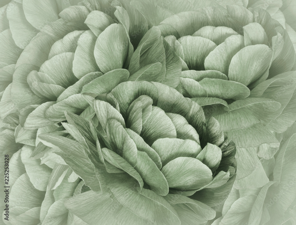 Obraz premium Floral light green halftone background. A bouquet of green flowers. Close-up. floral collage. Flower composition. Nature.