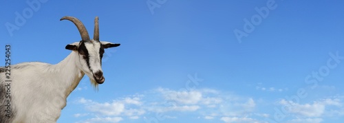 Fotografía Ziege mit Himmel Hintegrund
