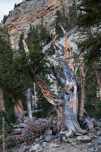 Ancient Bristlecone Pine Tree on the background of the cliff. Great Basin National Park, Nevada, USA