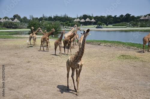 Giraffe in the park