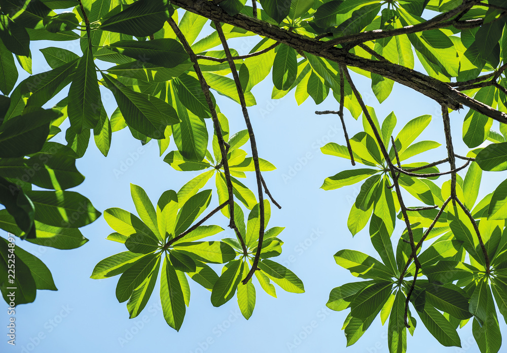 Green leaves on blue sky background tree in the garden Green leaves on blue sky background tree in the garden