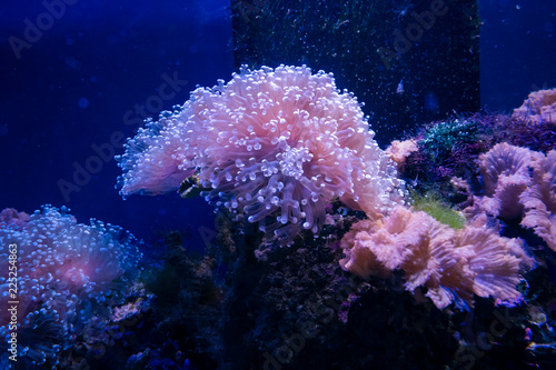 Beautiful sea flower in underwater world with corals and  fish. © ducksmallfoto