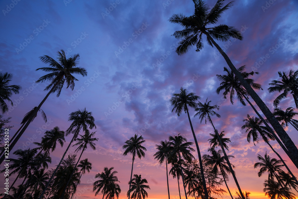 Silhouette of coconut palm tree at sunset on tropical beach