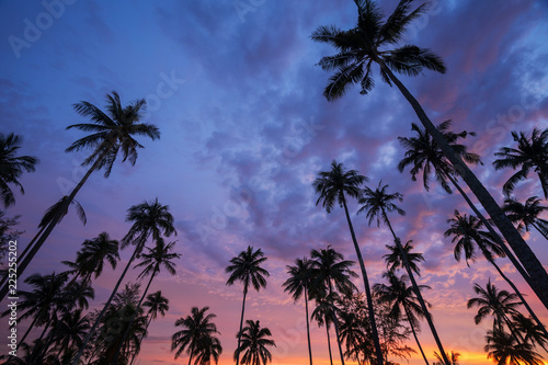 Silhouette of coconut palm tree at sunset on tropical beach © Naypong Studio