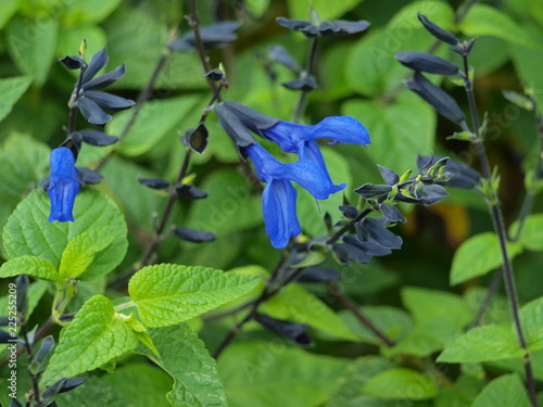 Salvia guaranitica black and blue Salvia stunds some to find black,green, blue all in one palnt. photo