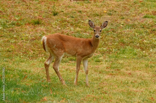 Fototapeta Naklejka Na Ścianę i Meble -  Young whitetail deer losing it's spots