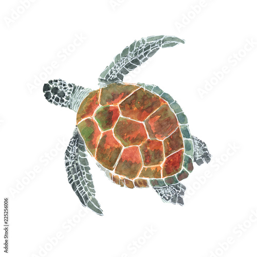 Sea turtle watercolor isolated . Sea turtle on white background. Watercolor hand painted illustration of a Sea turtle.