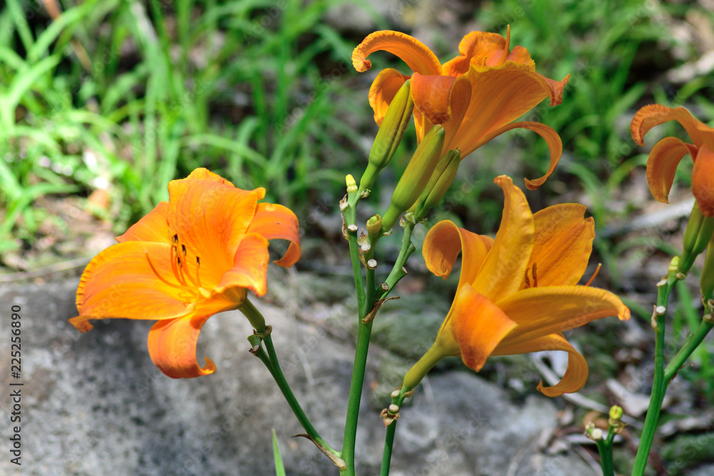 Naklejka premium フジミコウゲンキスゲ 黄色い花アップ