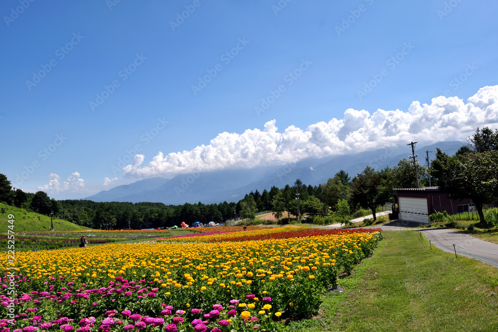 夏の富士見高原 鮮やかな花壇