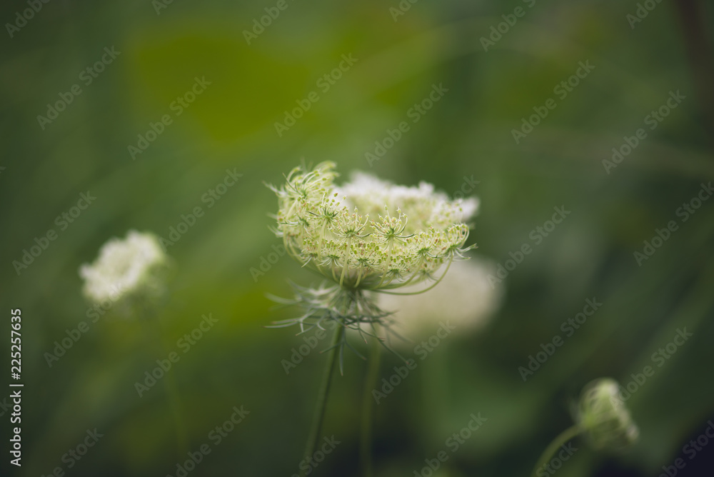 Queen Anne's Lace and grasses in a in a midwest prairie meadow Queen Anne's Lace and grasses in a in a midwest prairie meadow