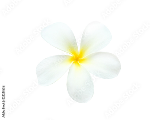 White plumeria rubra flowers blooming  frangipani  with water drops isolated on white background