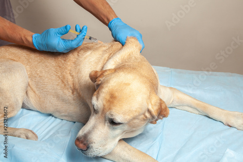 Doctor in gloves makes an injection in withers of sick dog. Vet clinic