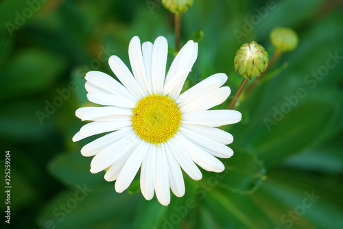 close up on max chrysanthemum flower blooming photo