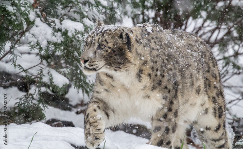 Snow Leopard Walking in Snow