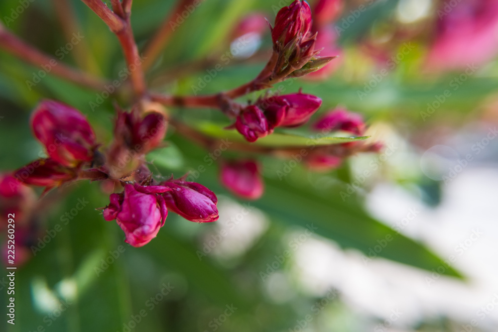 Obraz premium Close-up of red Nerium Oleander buds.