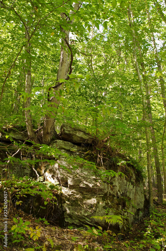 A large stone boulder in the forest in Warren County with trees growing upon it in northwest Pennsylvania, USA A large stone boulder in the forest in Warren County with trees growing upon it in northwest Pennsylvania, USA