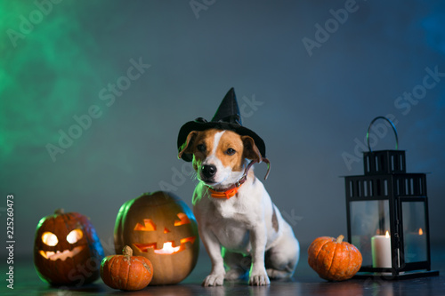 Dogl in costume for Halloween photo