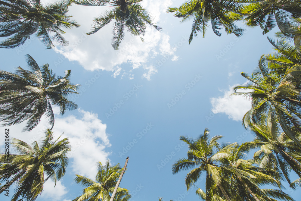 Coconut or Palm Tree and Cloudy Blue Sky Coconut or Palm Tree and Cloudy Blue Sky