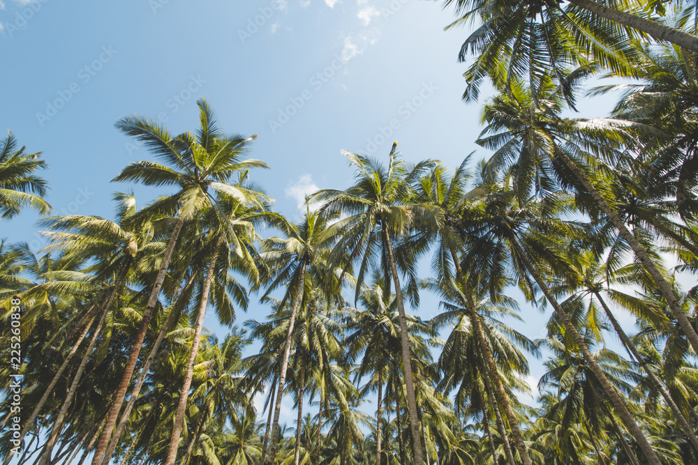 Palm or Coconut Tree, Cloudy Blue Sky and Tropical Beach Palm or Coconut Tree, Cloudy Blue Sky and Tropical Beach