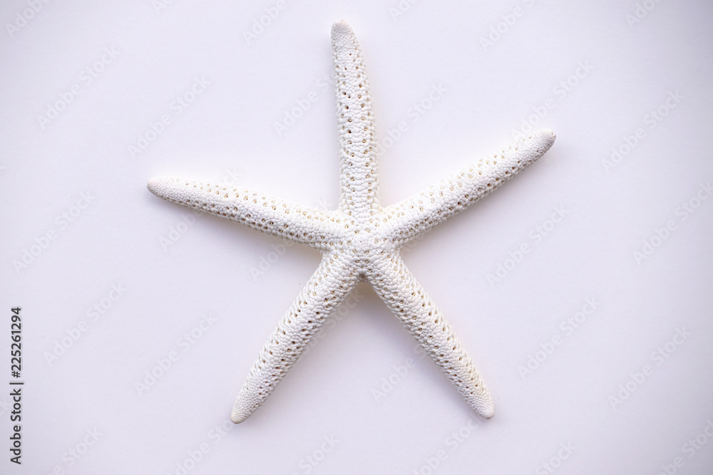 close up of starfish isolated on white background close up of starfish isolated on white background