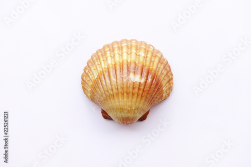 close up of seashell isolated on white background
