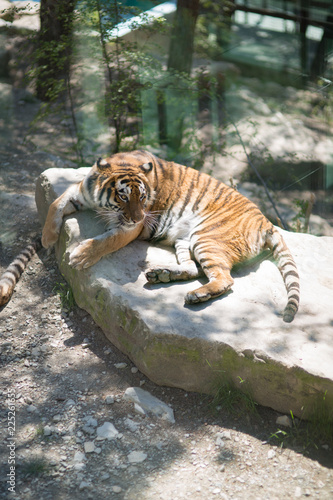Fototapeta Naklejka Na Ścianę i Meble -  Tiger at the zoo