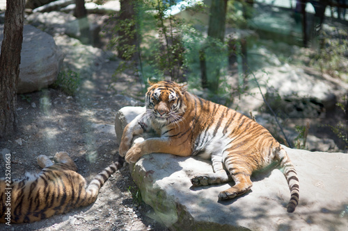 Fototapeta Naklejka Na Ścianę i Meble -  Tiger at the zoo