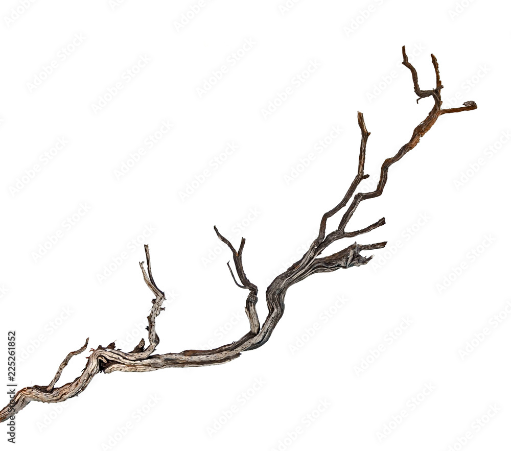 close up of dry branch close up of dry branch