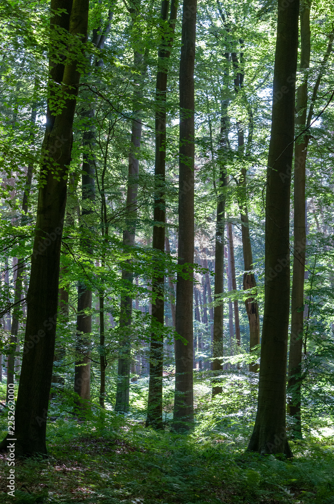 Obraz premium Impression of the Sonian Forest on a Sunny Afternoon in summer