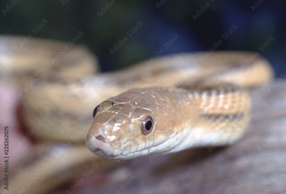Yellow Rat Snake (Spilotes Pullatus) Yellow Rat Snake (Spilotes Pullatus)