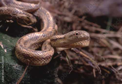 Yellow Rat Snake (Spilotes Pullatus)