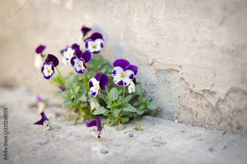 Flowers violas grow in concrete