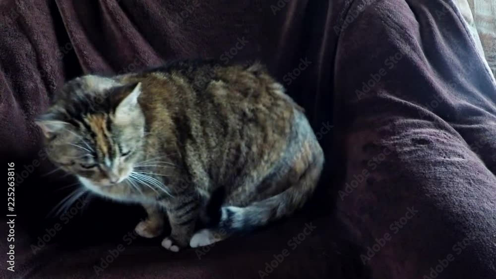 Cute cat lying and relaxing on chair. Cute cat lying and relaxing on chair.