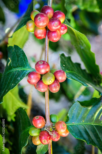 Coffee tree with coffee bean on cafe plantation