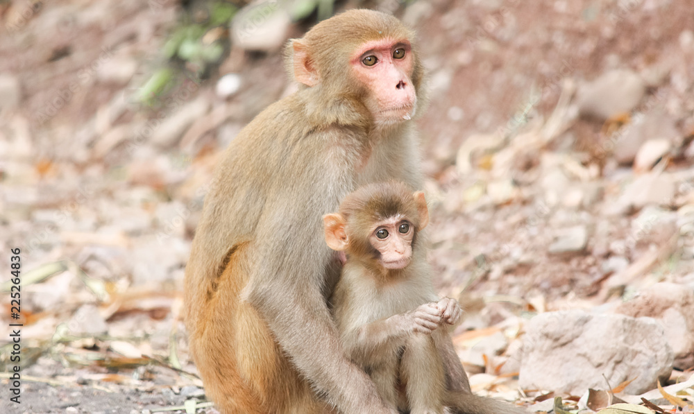mother monkey with little monkey
