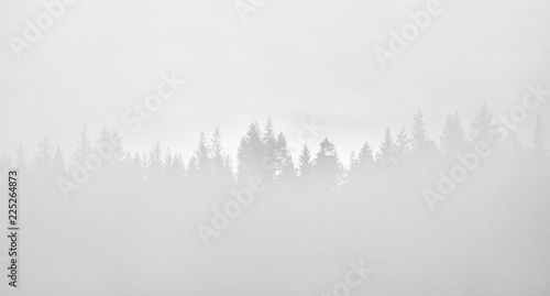 A foggy morning the forests of the Rocky Mountains of Alberta, Canada © Tom Nevesely