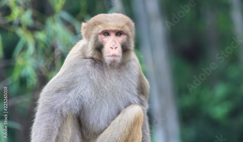 monkey looking straight towards camera