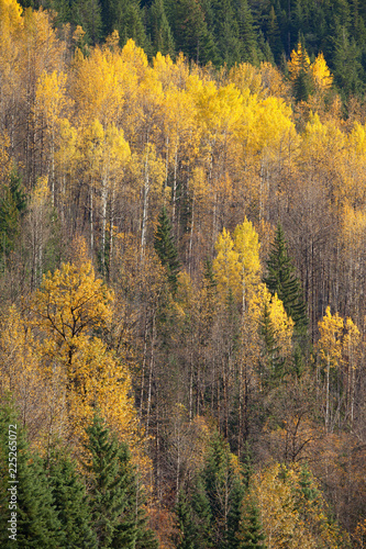 A mountain side covered in colorful autumn trees, British Columbia, Canada