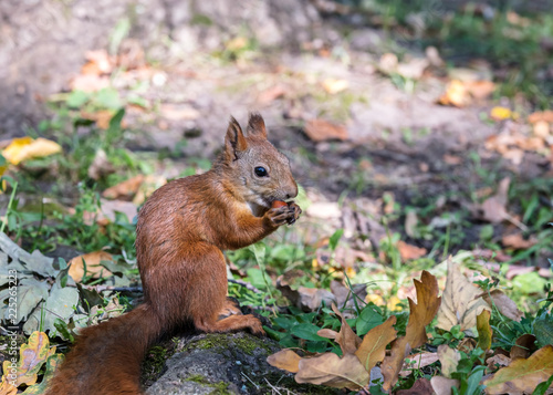 nature in autumn. red squirrel sitting in autumnal park with nut in paws