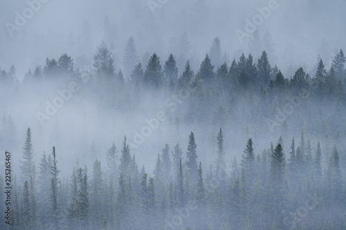 A foggy morning the forests of the Rocky Mountains of Alberta, Canada