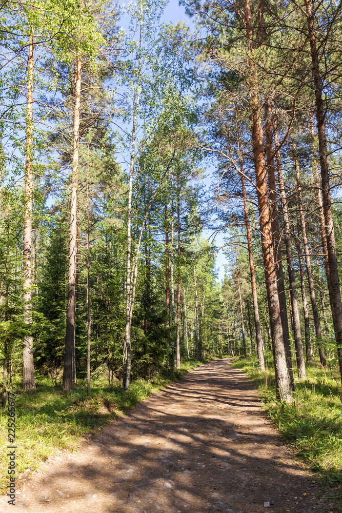 Fototapeta premium pine forest in summer