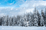 Snow fall in winter forest