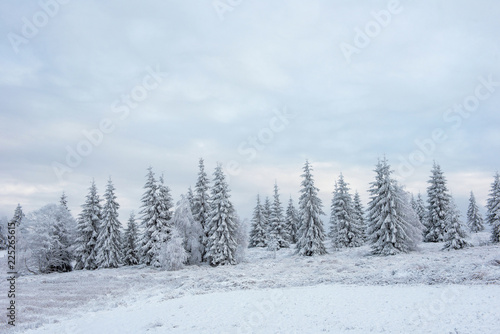 Winter pine trees  Christmas concept