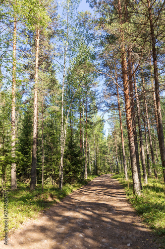 Fototapeta Naklejka Na Ścianę i Meble -  pine forest in summer